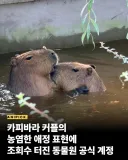 유게이보다 잘 사는 카피바라