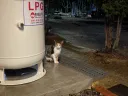추석 시골집 고양이