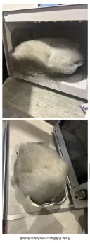 몸에 털이 잔뜻 자란 생닭