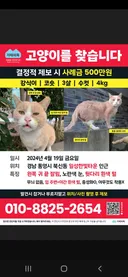 2년 넘게 고양이를 애타게 찾고 있습니다 (통영 사례금500만원)