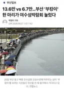 136만 vs 67만부산 부캉이 한 마리가 여수섬박람회 눌렀다news