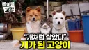 개와 자란 고양이...
