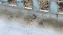 약혐)버드 스트라이크?