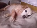 방금 찍은 우리집 댕댕이 사진