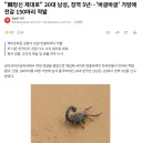 20대 남성, 징역 5년…'바글바글' 가방에 전갈 150마리 적발
