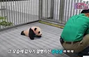[전할시] 할부지 가니까 다급해져서 기어가는 슈바오🩵🐼