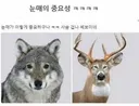 눈인상의 중요성 사슴 늑대를 바꾸니 (펌)