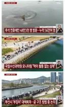 국립수산과학원 "부산 상어 먹이활동 없는 상태..".... 대책 회의