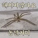 매우 신사적이라고 하는 거미.jpg