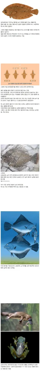 신박한 광어의 진화 방식.