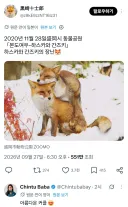 귀여운 동물원의 여우 커플