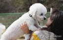 기내 심폐소생술까지 받은 강아지…보호자