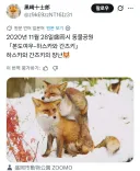 우애가 넘치는 일본 동물원 여우들