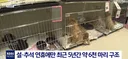 애착인형과 함께 버려진 반려견