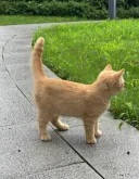 고양이 아이콘 처럼 생긴 고양이