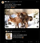 트위터에서 여우 게이 ㅅㅅ 봄 ㅠㅠ