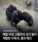 매일 아침 '고릴라'의 성기 햝던 사육사 해고