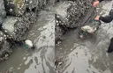 바닷가 통발에 갇힌 고양이, 잠기기 직전 구조…