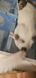 아 겨울잠쥐 핸들링 포기 해야겠다
