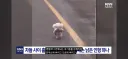 애착 인형과 함께 버려진 강아지 진실은