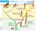 진화 설명이 트리형으로 바뀐 이유