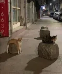현대 예술.Cat