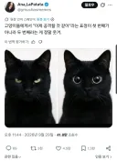 고양이들 표정이 웃긴 점.jpg