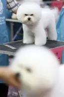 베스트 렉카 어이없는점
