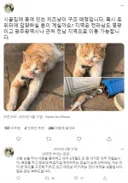 시골집에 묶여있는 고양이를 구조한 캣맘