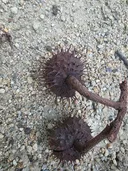 이 나무 이름이 뭔가요?
