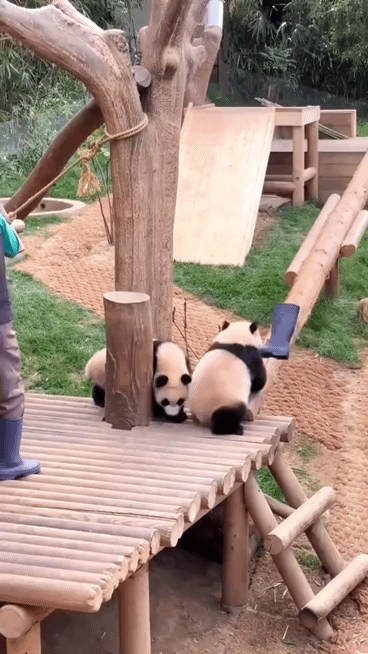 장화 집착 판다 후이바오 🐼