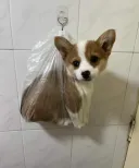 강아지 산책 나왔다가 급똥 온 사람