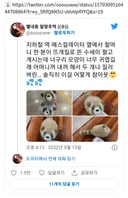 뜨개질로 뜬 너구리 모양 수세미