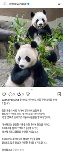 중국 가는 날짜 발표된 루이바오 & 후이바오