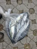 삼치 물고기 잡았다 ㅎㅎ