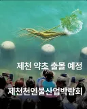 부산 상어 인파가 부러웠던 충북 제천 근황.jpg