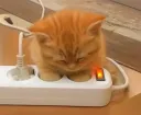 고양이 충전 완료