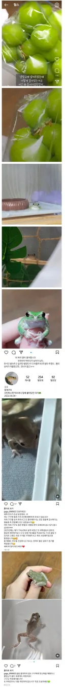 샤인머스캣 샀는데 개구리가 보너스 jpg.