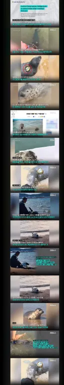 "왜 다시 왔어?"…방류했더니 200㎞ 헤엄쳐 돌아온 바다표범