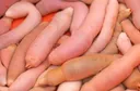 먹어보면 의외로 맛있어서 놀란다는 한국 로컬 식재료