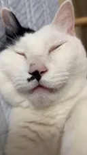 자고있는 고양이 굳이 불러서 대답 듣기