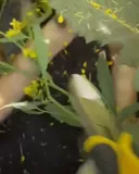 입과 발이 묶인 채 버리진 개