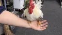버튜버)도라 대장이 일본 여행 가서 본 것들