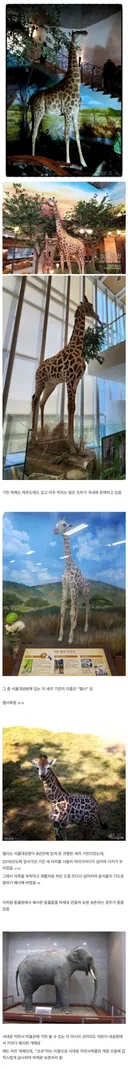 국내에서 소멸되어 간다는 박제 기술.jpg