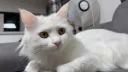 우리집 고양이 보고 가줘