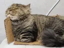 1년간 고양이 키우면서 느낀점