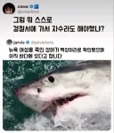 뉴욕 여성을 죽인 상어가 백상아리로 확인됐고 그 백상아리가 아직 바다에 있다고 함