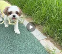 유튜버 꿀키 강쥐 땅콩이 무지개다리 건넜ㅐ..