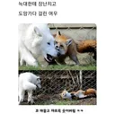 늑대와 장난치는 여우