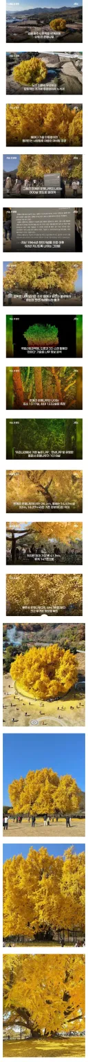 800살이라고 화제였던 은행나무 거짓으로 밝혀짐